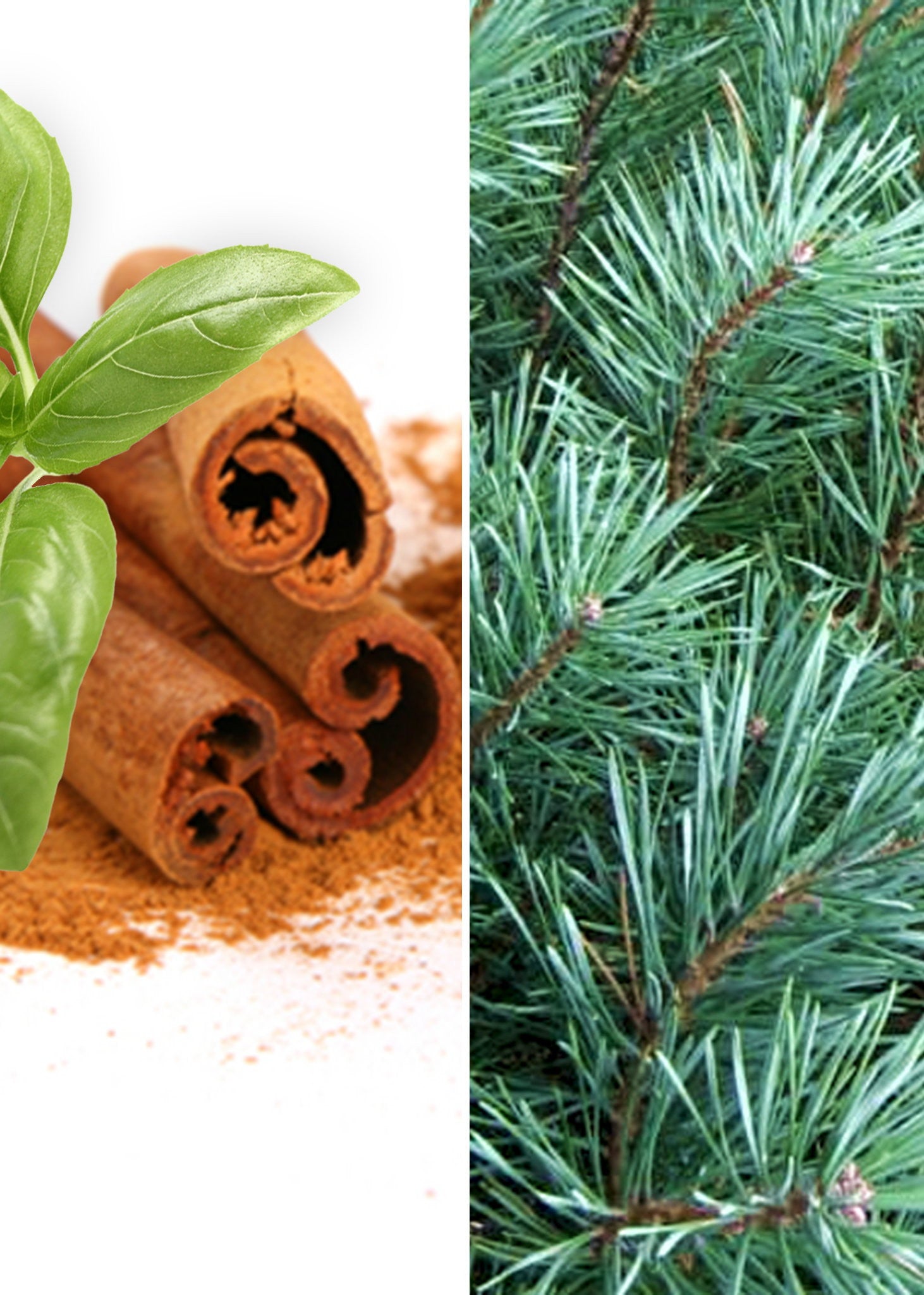 Cinnamon & Pine