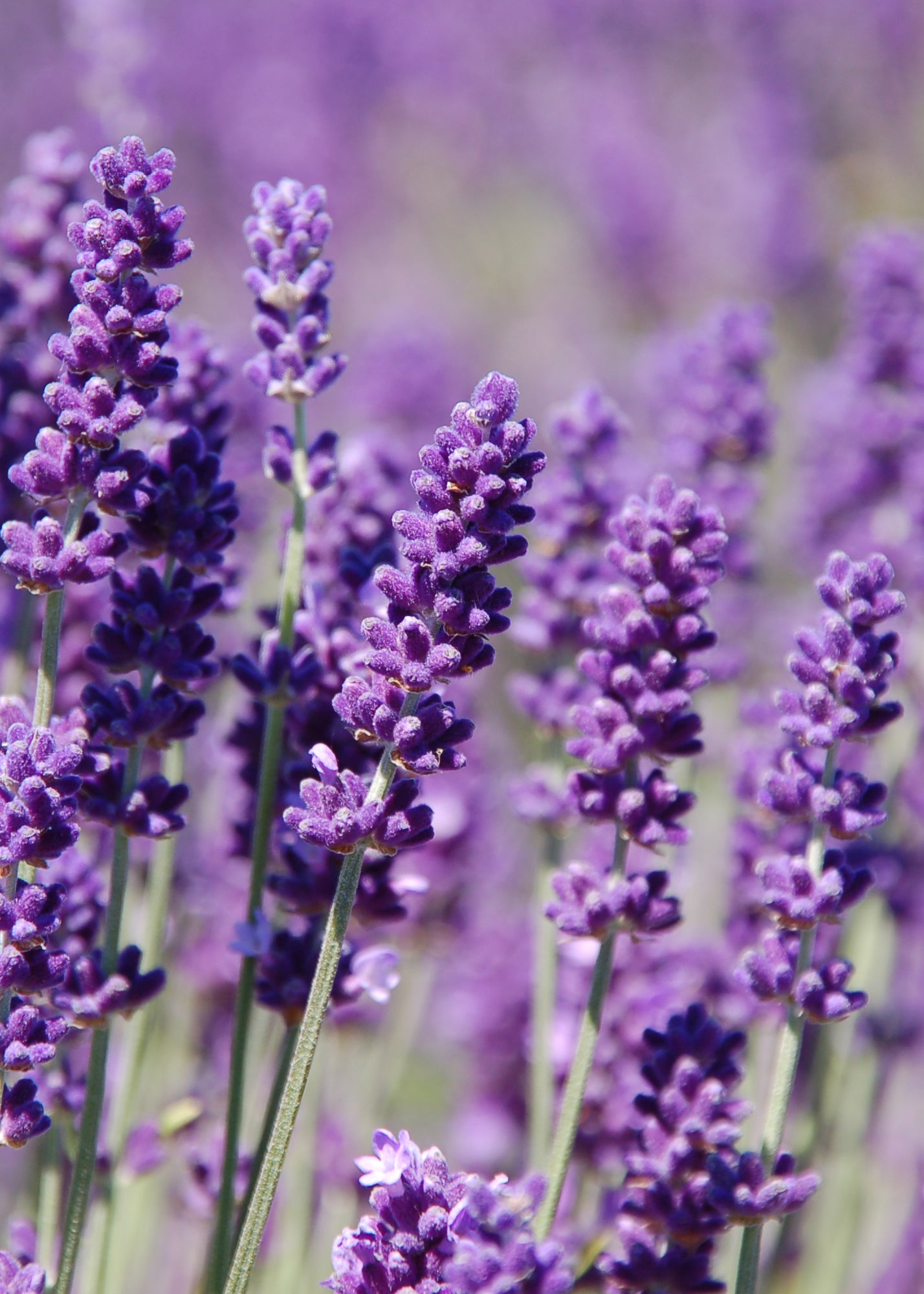 lavender luxury candles