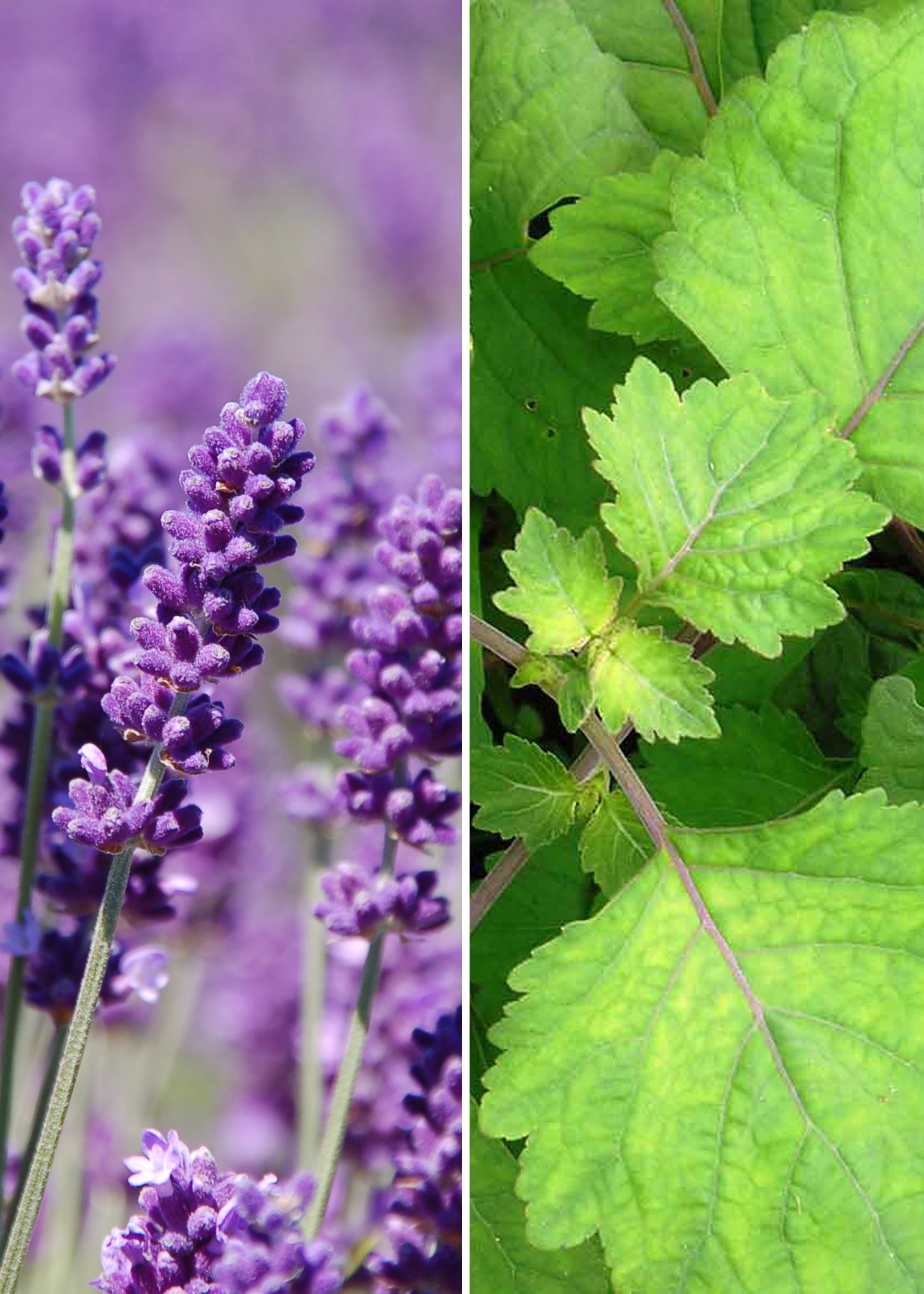 lavender and patchouli luxury candles