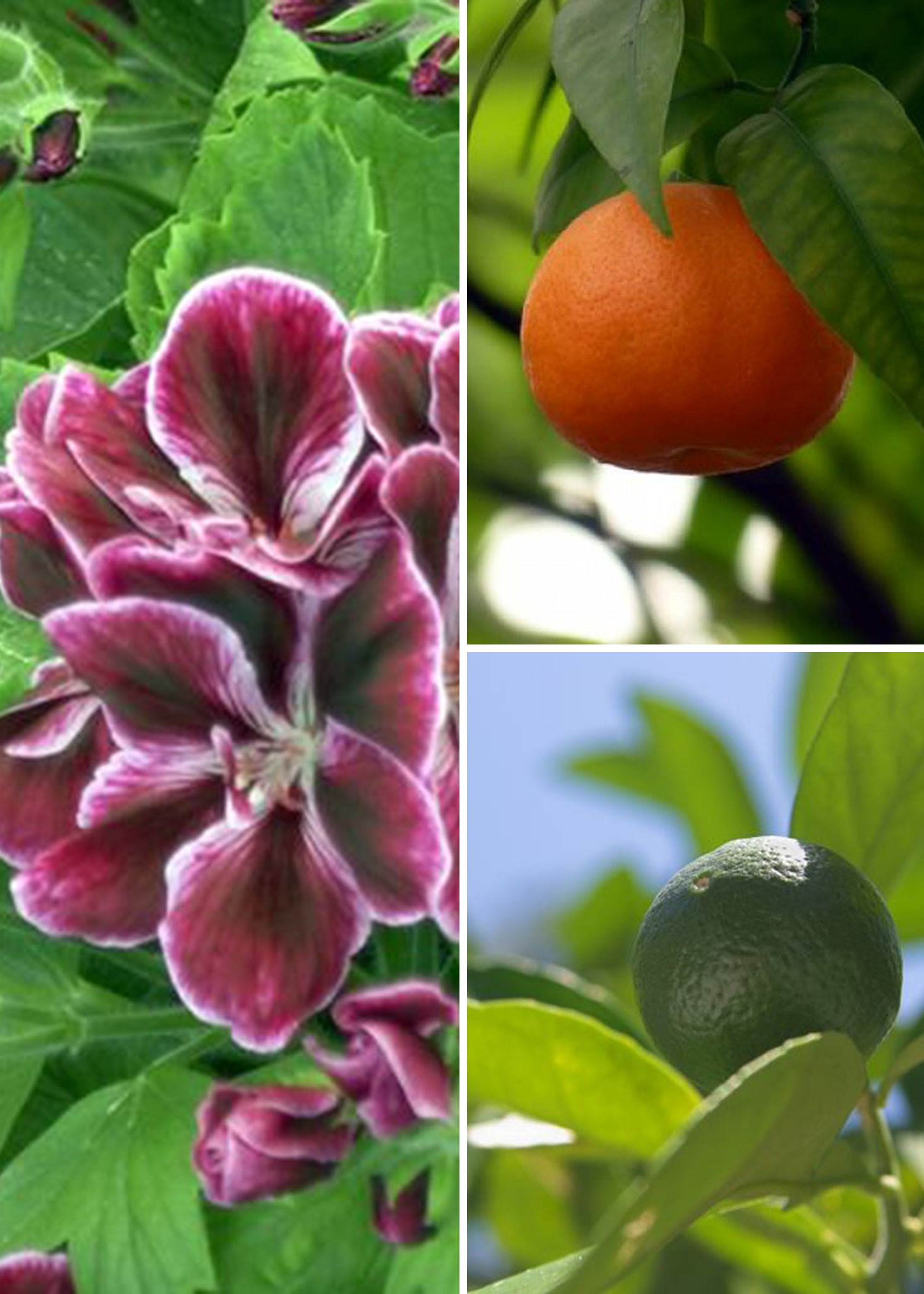 geranium mandarin and bergamot luxury diffusers